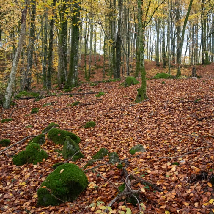 Ulfsbjär – Naturreservat Höör