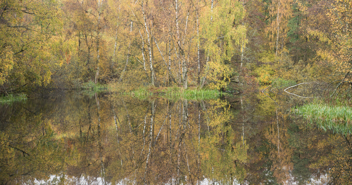 Svampar i Fogdaröd