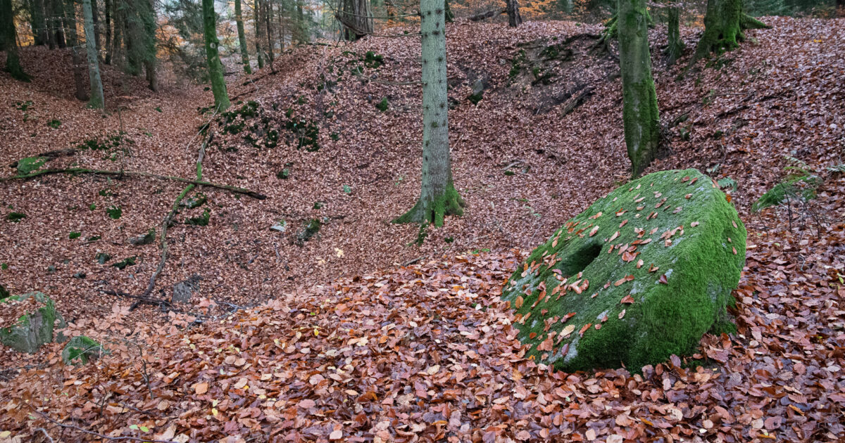Svampvandring i Stenskogen